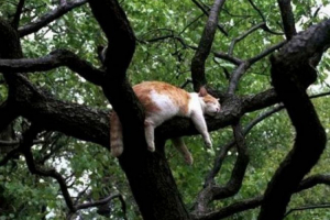 Жирне дерево Жирне дерево